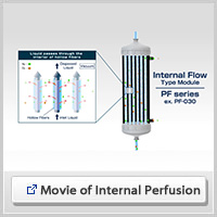 Movie of Internal Perfusion