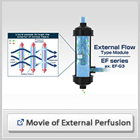Movie of External perfusion